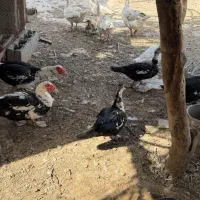 قاز سیکا