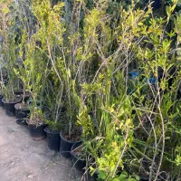 درخت انار ساوه فقط ۱۶۰