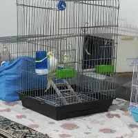 جفت عروس هلندی نر و ماده مولد توضیحاتو بخونید