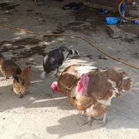 بوقلمون