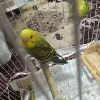 مرغ عشق سالم مولد به شرط همچی