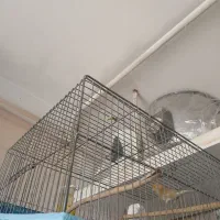 قناری نر ریزه خوان سالم|پرنده|قزوین, |دیوار