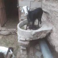 یک عدد گیسه  چاق قیمت ۸۵۰۰