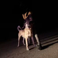 سگ سرابی|سگ|بستان آباد, |دیوار