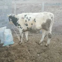 گوساله نر|حیوانات مزرعه|قزوین, |دیوار