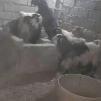 5کهره نر