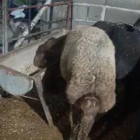 بره نر و ماده گوسفندپرواری|حیوانات مزرعه|علیآباد کتول, |دیوار