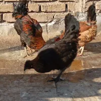 مرغ و خروس
