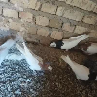 کبوتر|پرنده|اسفرورین, |دیوار