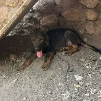 توله سگ ژرمن اصیل