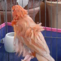 قناری و سقا|پرنده|کرمان, |دیوار