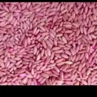 فروش ۷۰۰ کیلو گندم دیم بوجاری شده