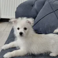 سگ پامر سفید|سگ|پردیس, فاز ۸|دیوار