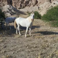 اسب|اسب و تجهیزات اسب‌سواری|خورموج, |دیوار
