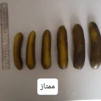 خیار شور نول و ممتاز مزنیک|عمده‌فروشی|تهران, میدان میوه و تره‌بار مرکزی|دیوار