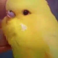 جوجه مرغ عشق زرد نر تازه دانخور