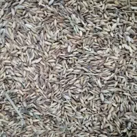 شلتوک|خوردنی و آشامیدنی|باوی, |دیوار