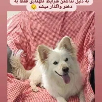 واگذاری سگ نژاد اشپیتز