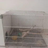 قفس پرنده مشهدکاشمر عروس هلندی یاغیر