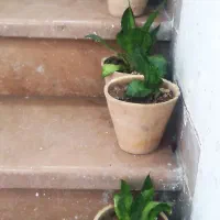 گل ارزون|گل و گیاه طبیعی|شیراز, انجیر|دیوار