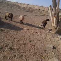 میش اوست ۷ عدد|حیوانات مزرعه|تربت جام, جلگه موسی آباد|دیوار
