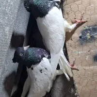 کفتر کبوتر کله سیاه سینه سیاه