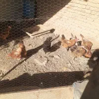 مرغ و خروس فروشی|حیوانات مزرعه|شازند, |دیوار