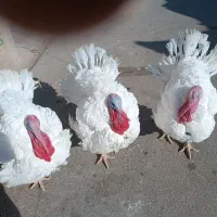 بوقلمون محلی سفید زنده