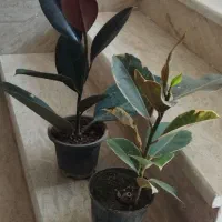 فیکوس ابلق و بلک