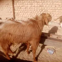 نربوز|حیوانات مزرعه|میان جلگه, |دیوار