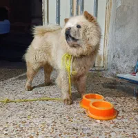 سگ چاو چاو نر 2 ساله