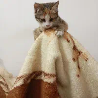 گمشده|حیوانات|مشهد, نوغان|دیوار