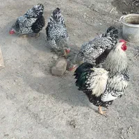تخم نطفه دار و جوجه ویاندوت سیلور و بلو رد