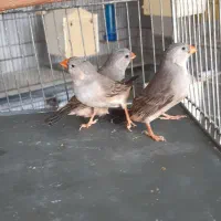 فنچ گلدین زبرا کرواتی بنگالی|پرنده|کرج, ساسانی (قلمستان)|دیوار