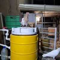 کبوترماده کله ای زردگرفتنی بدون پرغلط آماده جفت|پرنده|تهران, نیاوران|دیوار