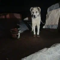 سگ نر