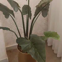 درختچه بابا آدم مصنوعی|گل مصنوعی|زنجان, |دیوار