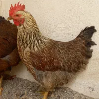 مرغ تخم گذار