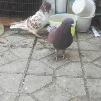 کفتر نر پرشی جنس درست|پرنده|تبریز, |دیوار