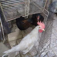 دو عدد مرغ و یک خروس