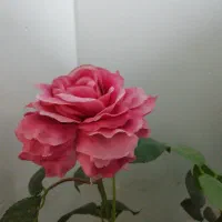 گل رز|گل و گیاه طبیعی|سمنان, |دیوار