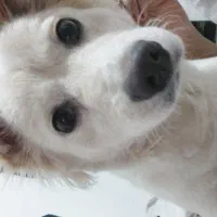 واگذاری سگ نر نژاد تریر اشپیتز به مبلغ 1500 ت