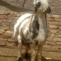 بره نر ماده