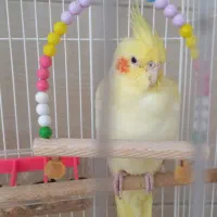 عروس هلندی ماده لوتیتو سالم و سرحال