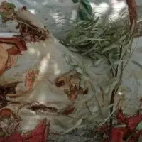 خرید ار انواع چوب وهرس