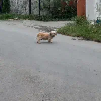 این سگ محدوده بنجکول دیده شده