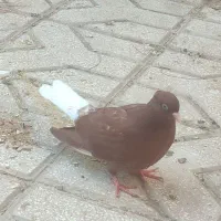 سرخ و هفت رنگ