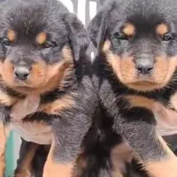 سگ روتوایلر retwailer توله روتوایلر اصیل