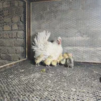 مرغ گلین لری با جوجه|حیوانات مزرعه|هشتگرد, هیو|دیوار