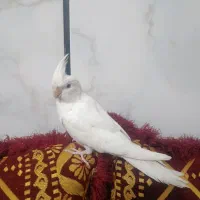 عروس هلندی آلبینو دستی نر وسخنگو|پرنده|بندر کنگان, |دیوار